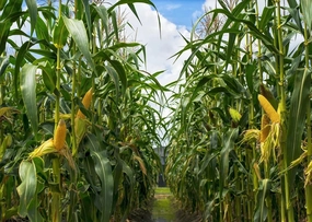 BELECO 9x6ft Green Cornfield Backdrop Fabric Rural Corn Fields Maize Photography Background Farmland Crops Fall Harvest Theme Party Decor Backdrop Coutryside Farm Agriculture Scenery Photo Props