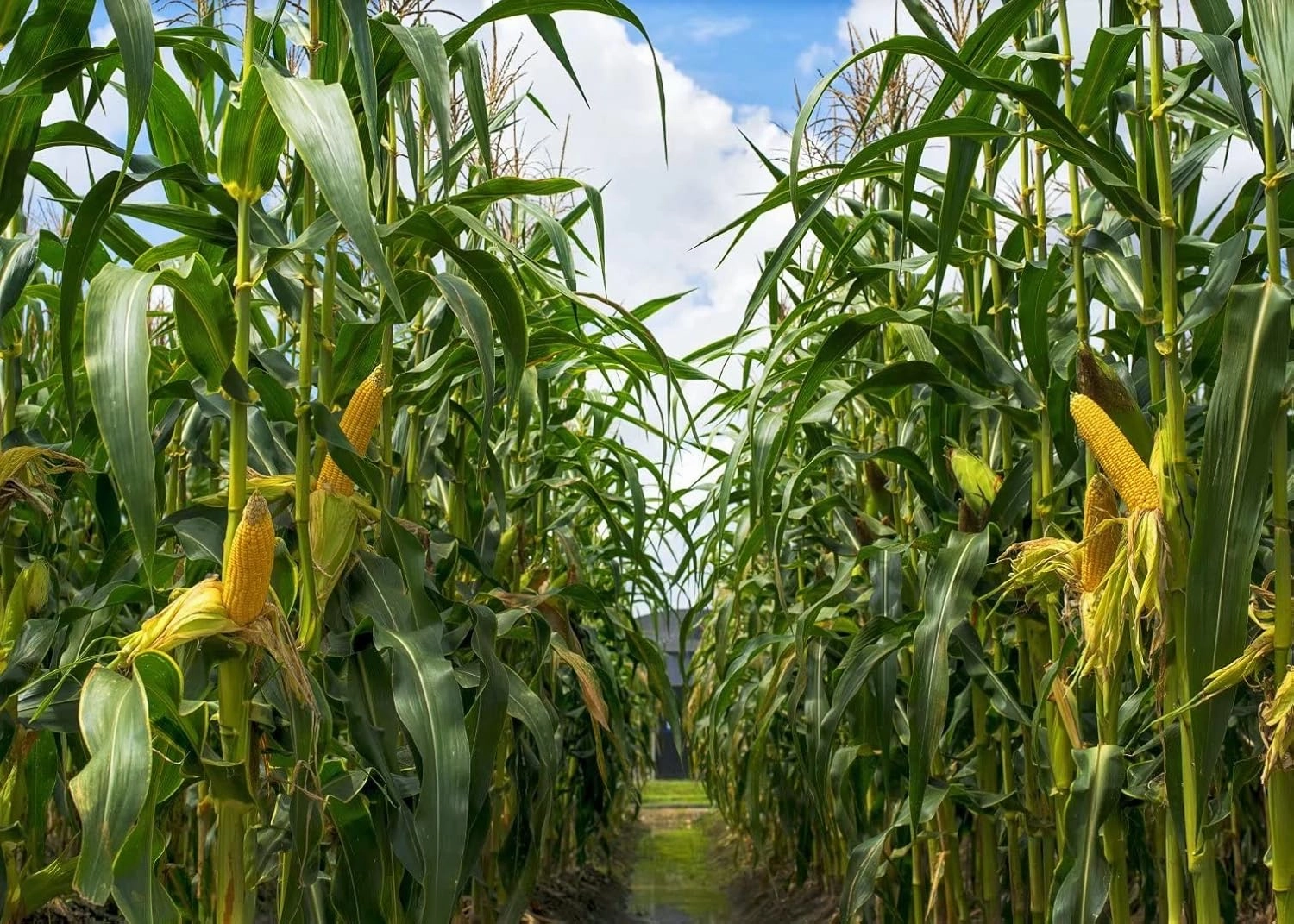 BELECO 9x6ft Green Cornfield Backdrop Fabric Rural Corn Fields Maize Photography Background Farmland Crops Fall Harvest Theme Party Decor Backdrop Coutryside Farm Agriculture Scenery Photo Props