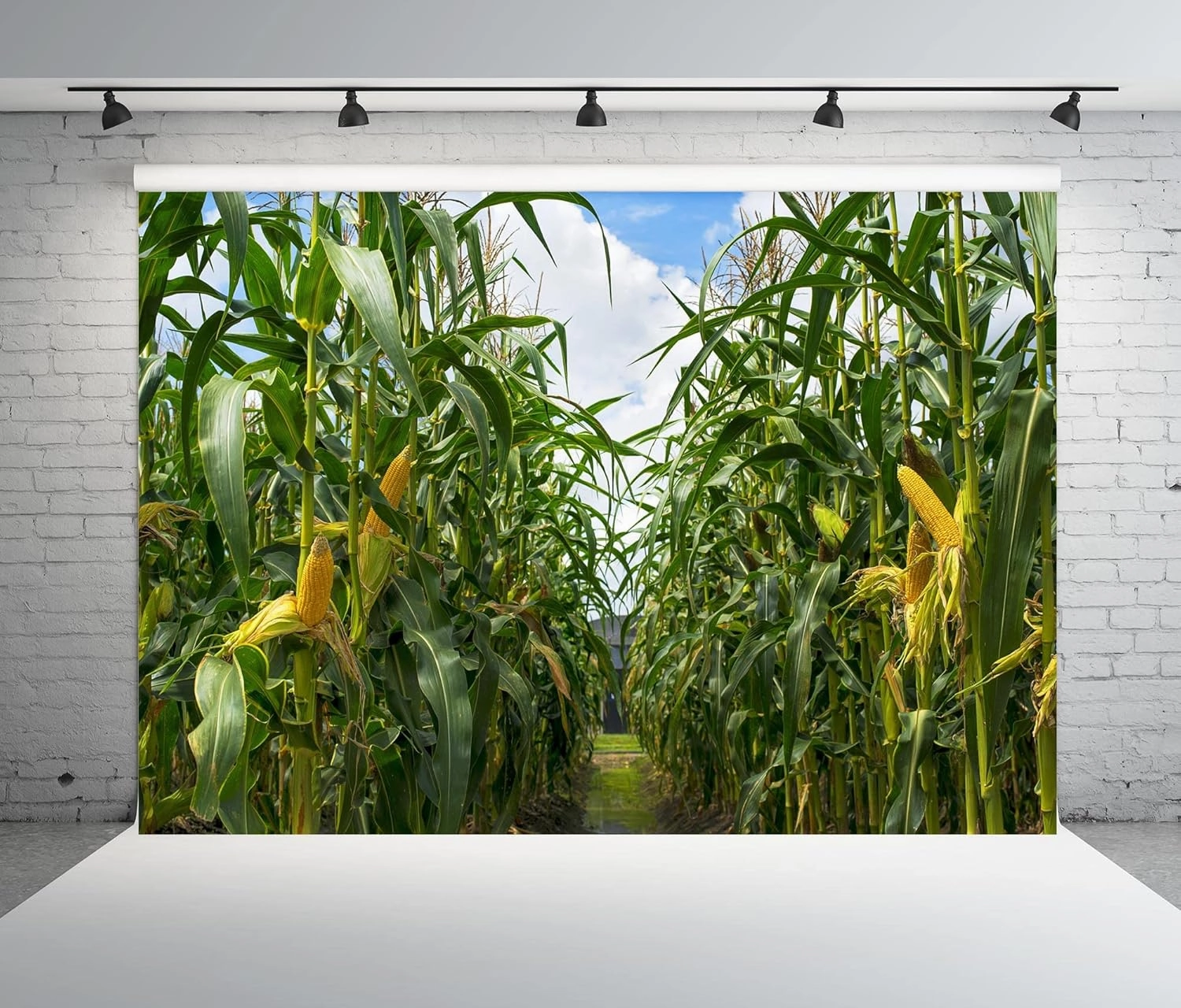 BELECO 9x6ft Green Cornfield Backdrop Fabric Rural Corn Fields Maize Photography Background Farmland Crops Fall Harvest Theme Party Decor Backdrop Coutryside Farm Agriculture Scenery Photo Props
