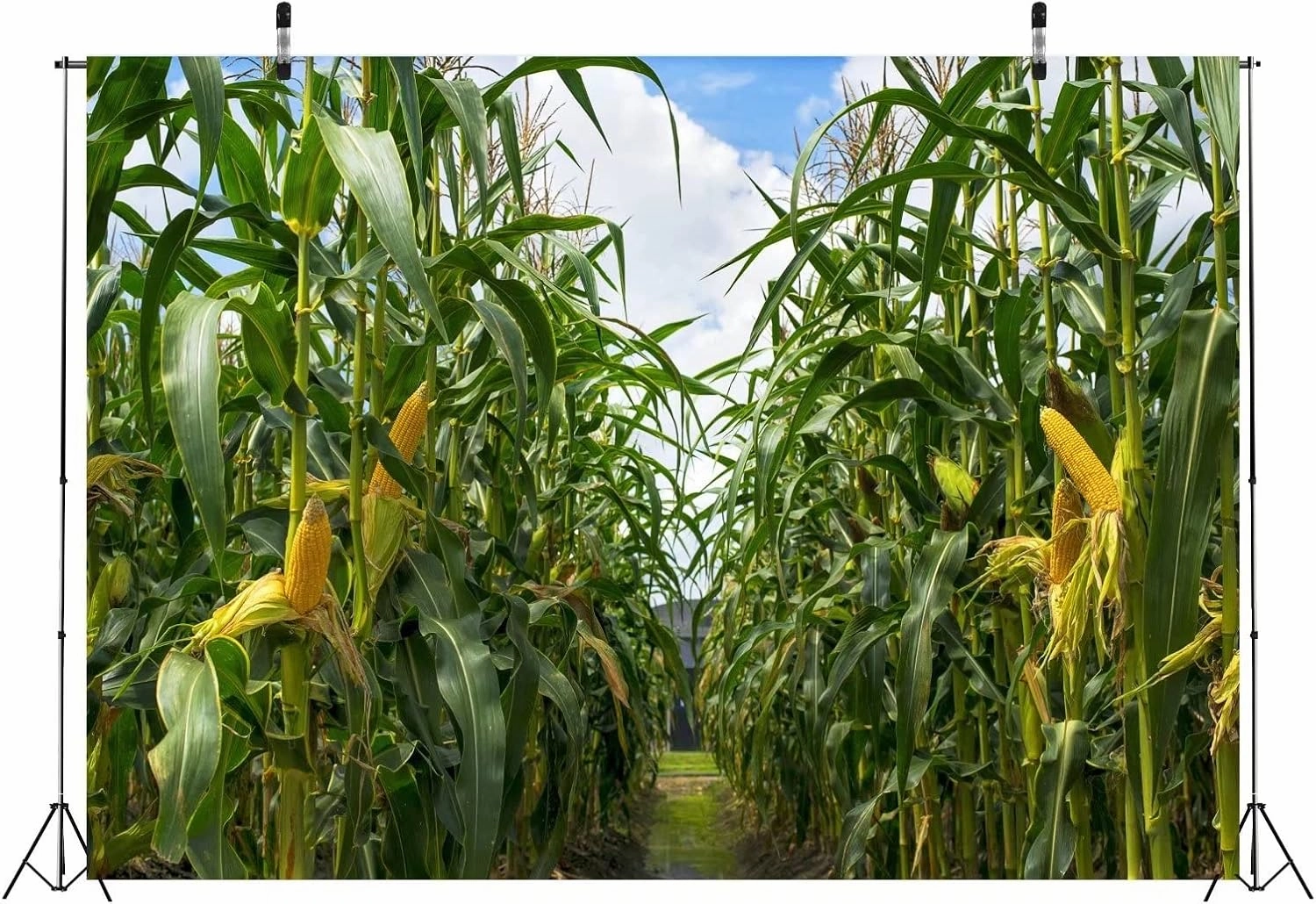 BELECO 9x6ft Green Cornfield Backdrop Fabric Rural Corn Fields Maize Photography Background Farmland Crops Fall Harvest Theme Party Decor Backdrop Coutryside Farm Agriculture Scenery Photo Props