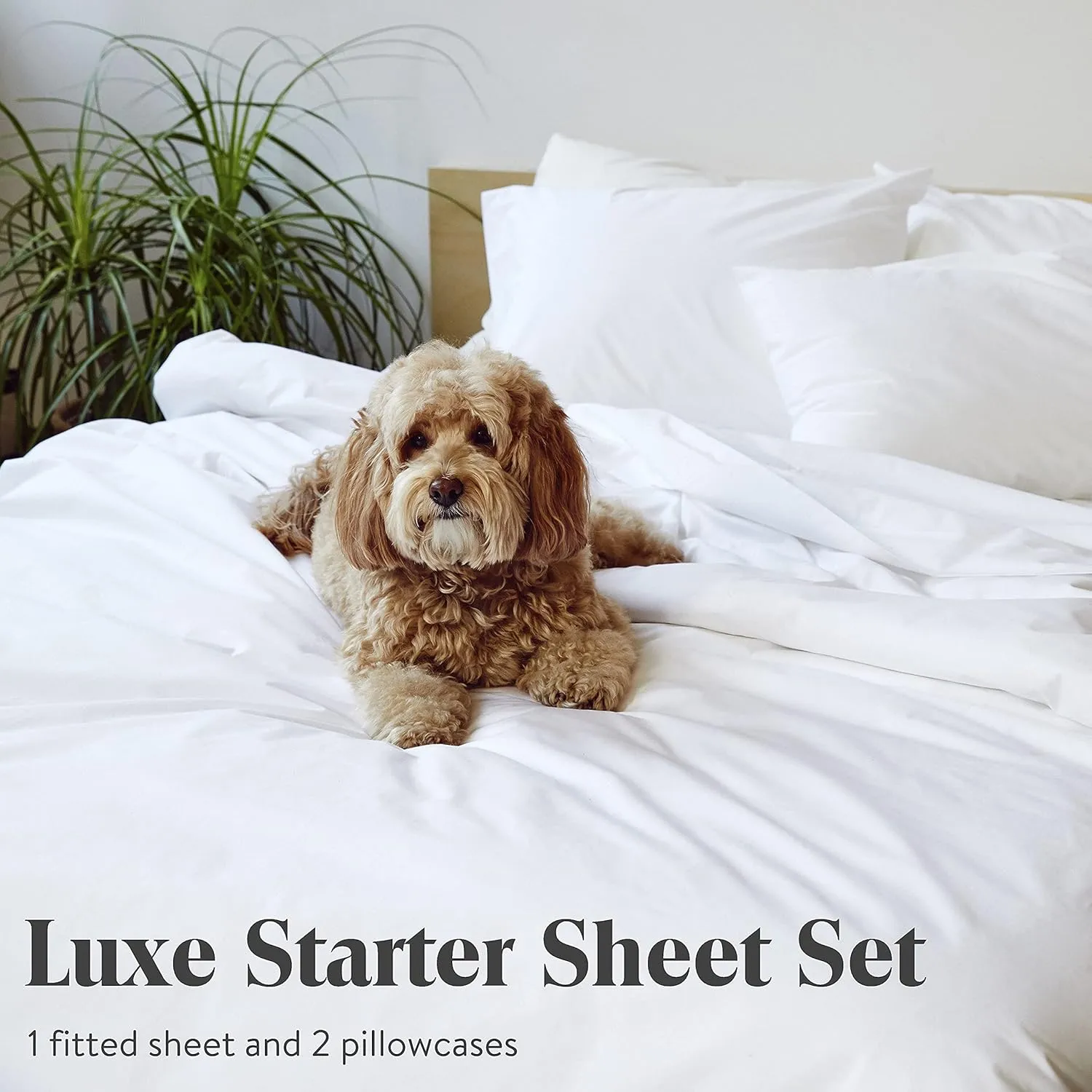 Brooklinen Luxury Sateen 3 Piece Sheet Set - No Flat Sheet Set, 100% Cotton, California King Size in White - 1 Fitted Sheet and 2 Pillowcases | Best Luxury Sheets