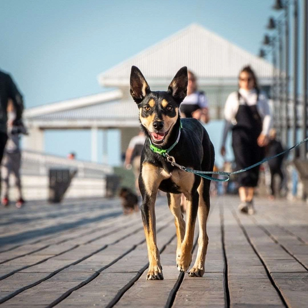 Eco Friendly Dog Collar "Troppo" Made from Recycled Plastic