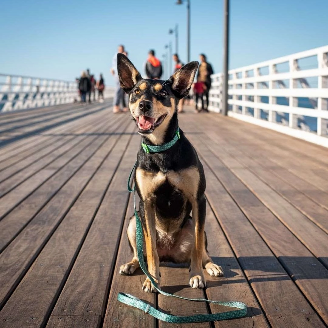 Eco Friendly Dog Collar "Troppo" Made from Recycled Plastic