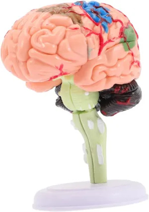 Milisten Brain Anatomy Model for Educational Teaching Aid Portable Structure for Science Class for Anatomy Learning and Display